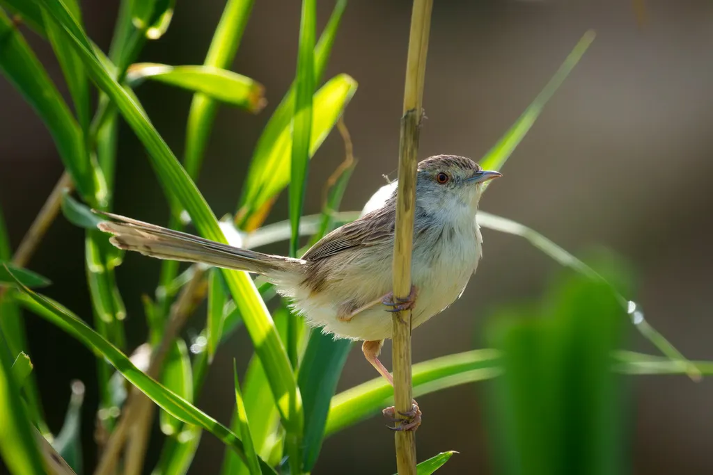 娇美山鹪莺(Prinia lepida)