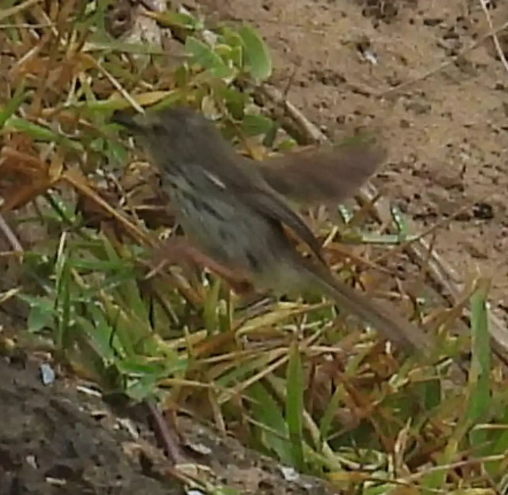 斑山鹪莺(Prinia maculosa)