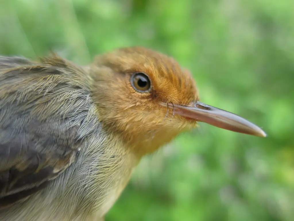 圣多美山鹪莺(Prinia molleri)