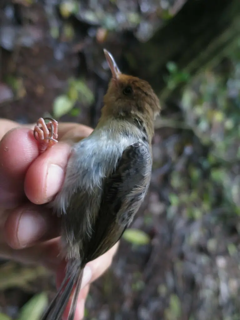 圣多美山鹪莺(Prinia molleri)
