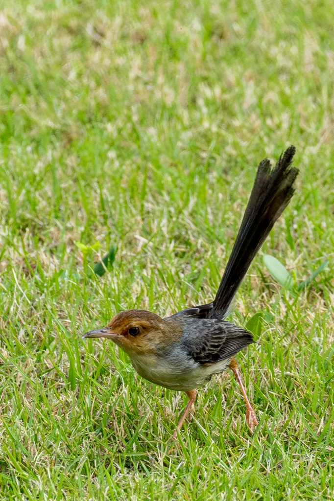 圣多美山鹪莺(Prinia molleri)