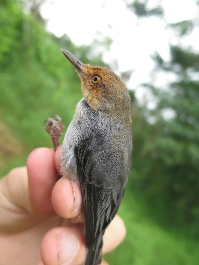 圣多美山鹪莺(Prinia molleri)