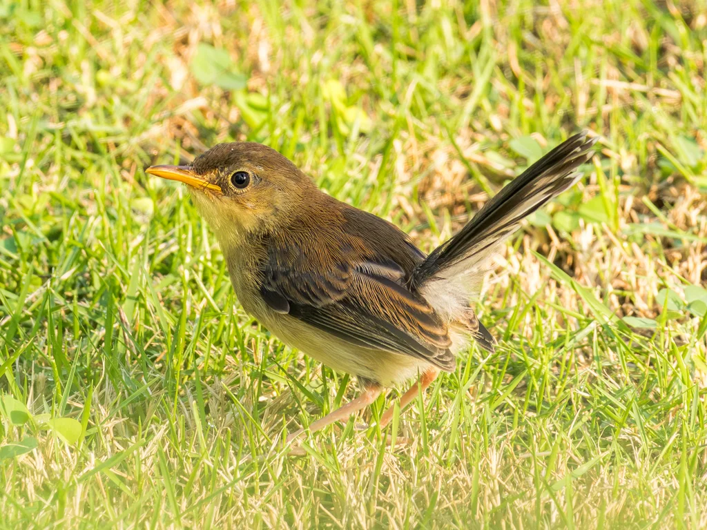 圣多美山鹪莺(Prinia molleri)