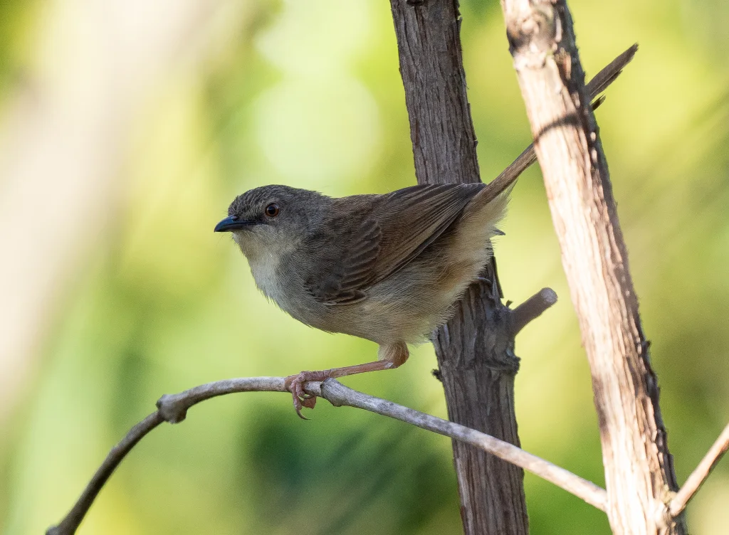 越南山鹪莺(Prinia rocki)