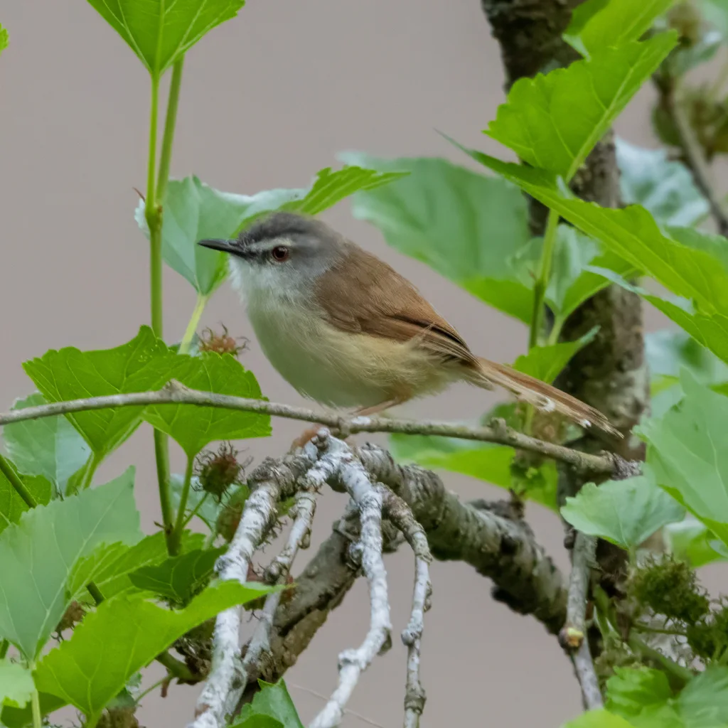 暗冕山鹪莺(Prinia rufescens)