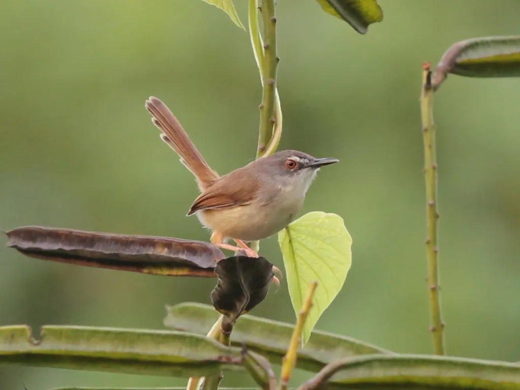 暗冕山鹪莺(Prinia rufescens)