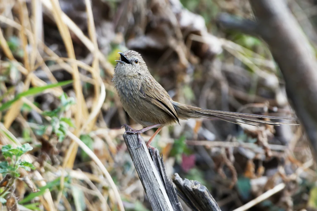 山鹪莺(Prinia striata)