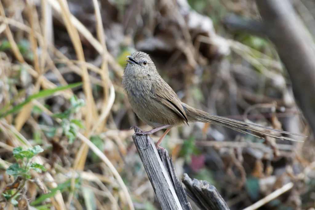 山鹪莺(Prinia striata)