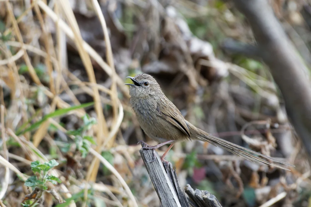 山鹪莺(Prinia striata)