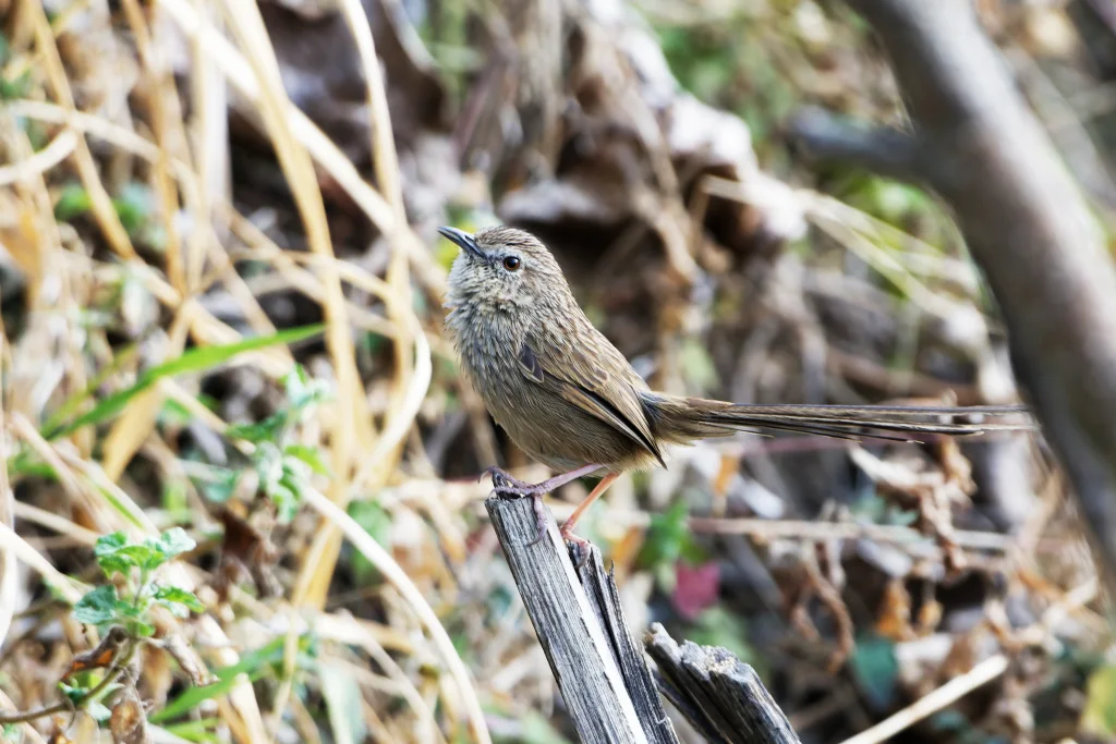 山鹪莺(Prinia striata)