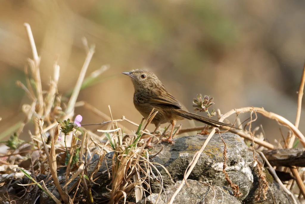 山鹪莺(Prinia striata)
