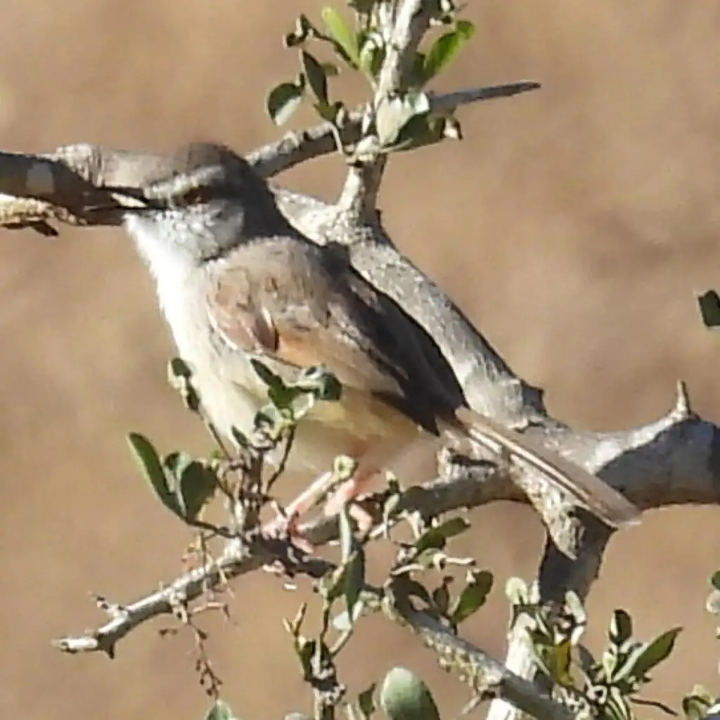 褐胁鹪莺(Prinia subflava)
