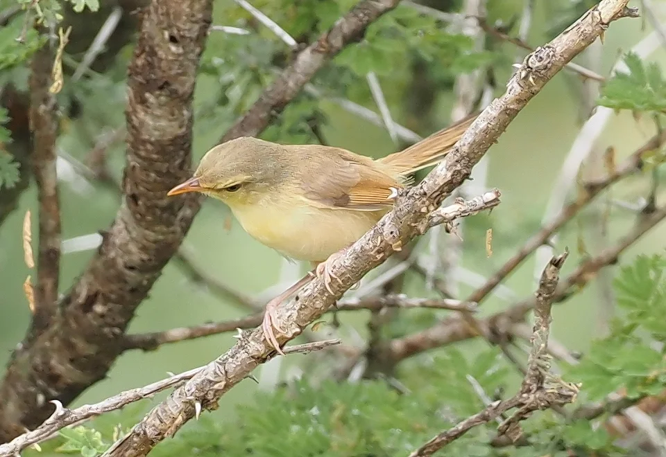 褐胁鹪莺(Prinia subflava)