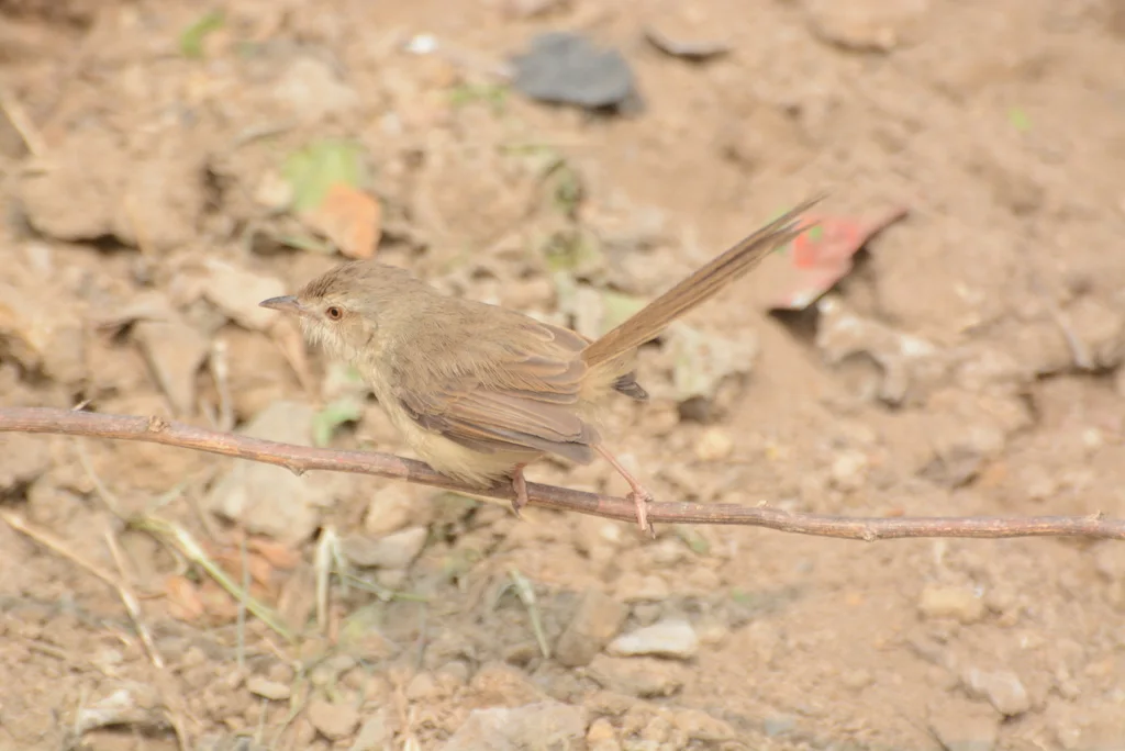 丛林山鹪莺(Prinia sylvatica)