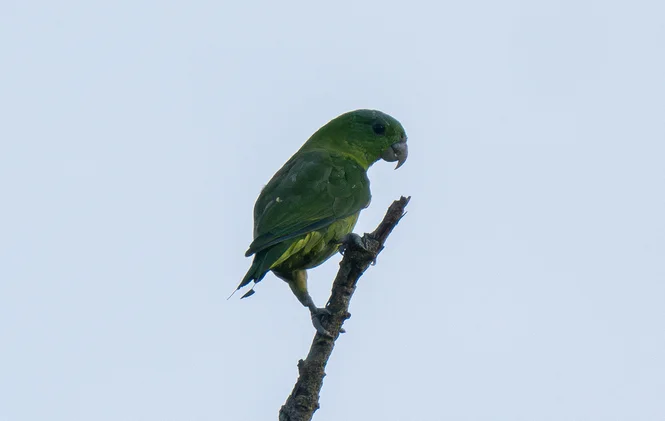 蓝冠扇尾鹦鹉(Prioniturus discurus)