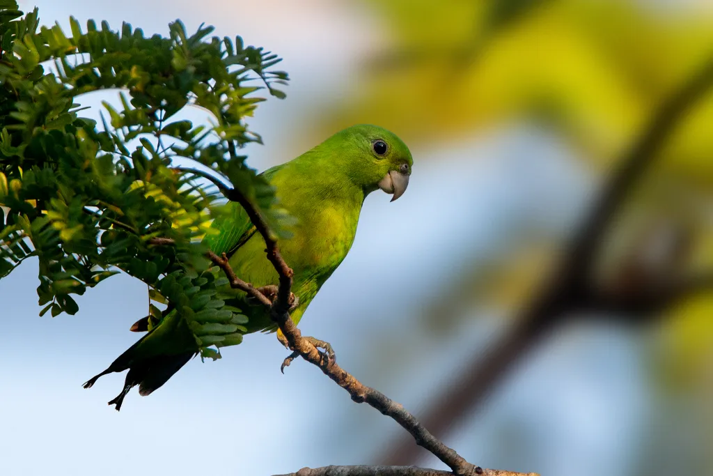 绿扇尾鹦鹉(Prioniturus luconensis)