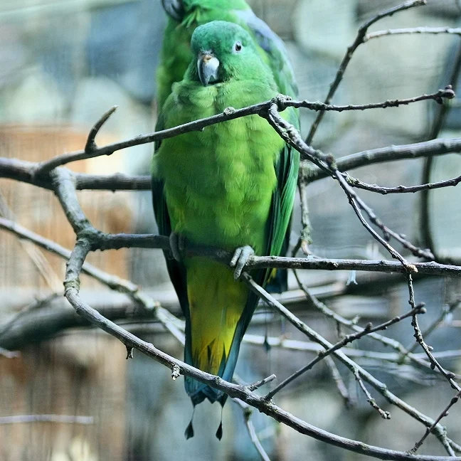 布岛扇尾鹦鹉(Prioniturus mada)