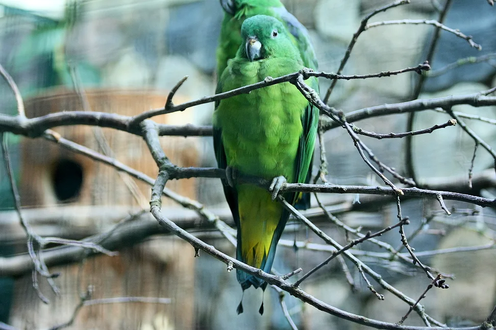 布岛扇尾鹦鹉(Prioniturus mada)