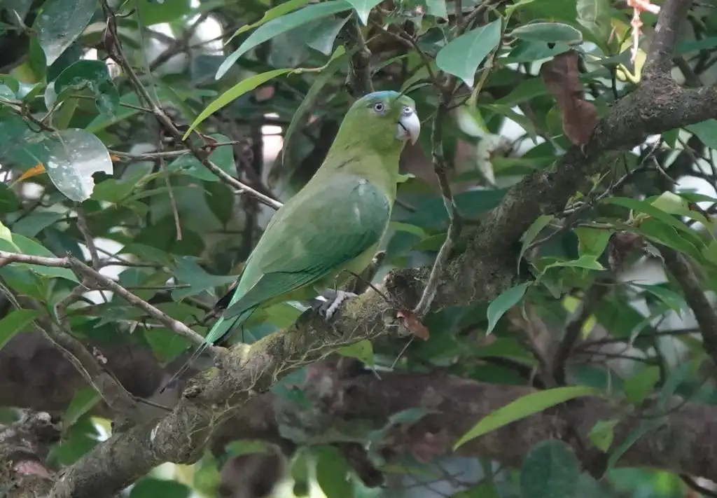 民岛扇尾鹦鹉(Prioniturus mindorensis)