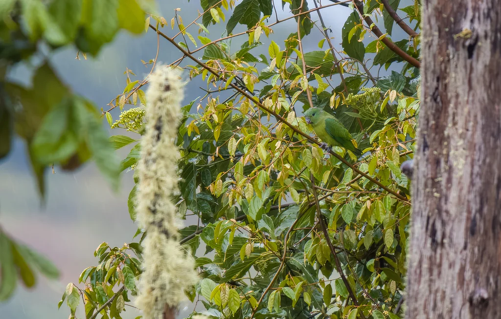 山扇尾鹦鹉(Prioniturus montanus)