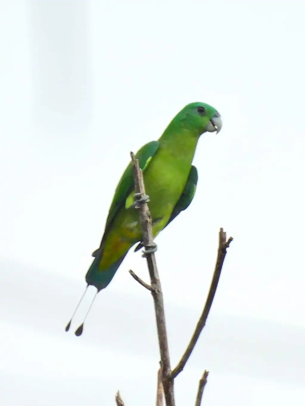 巴拉望扇尾鹦鹉(Prioniturus platenae)
