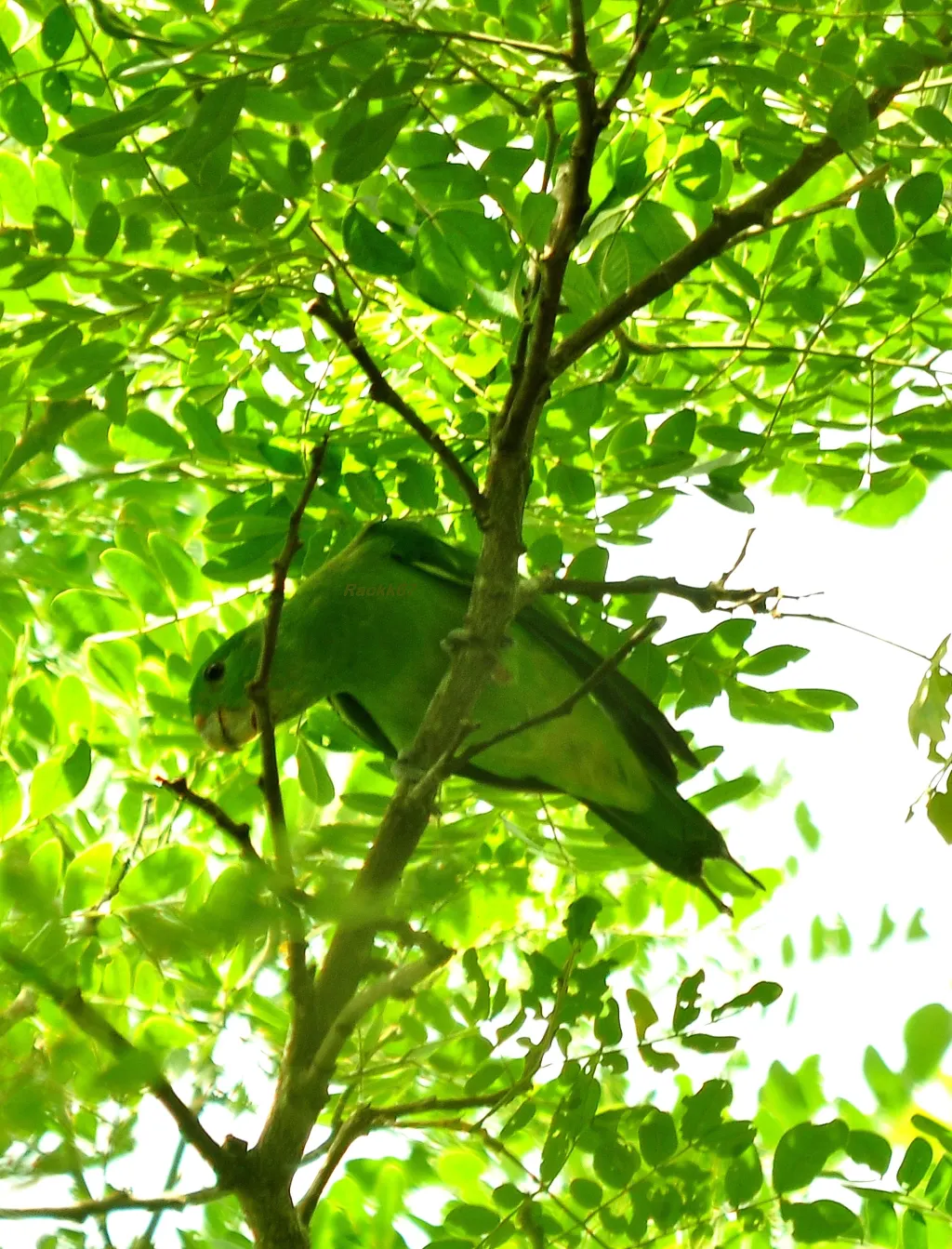 巴拉望扇尾鹦鹉(Prioniturus platenae)