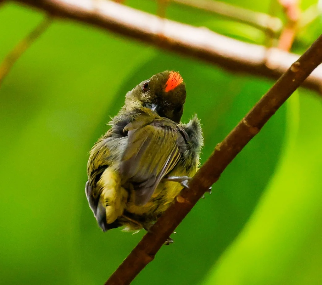 黄喉锯齿啄花鸟(Prionochilus maculatus)
