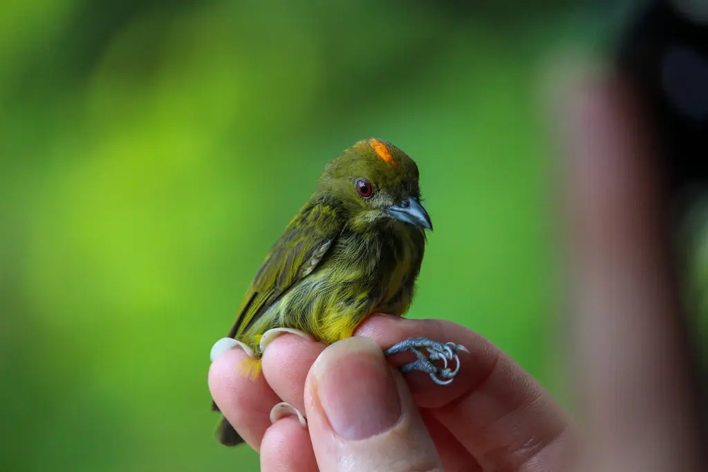 黄喉锯齿啄花鸟(Prionochilus maculatus)