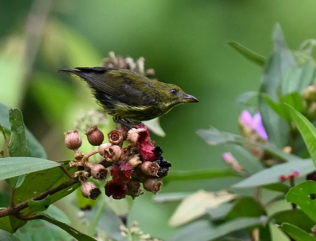 黄喉锯齿啄花鸟(Prionochilus maculatus)