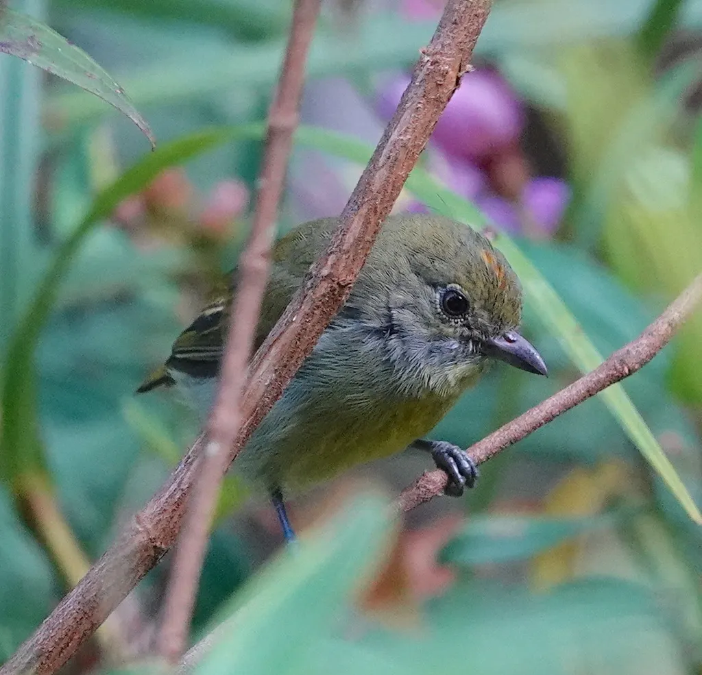 黄喉锯齿啄花鸟(Prionochilus maculatus)