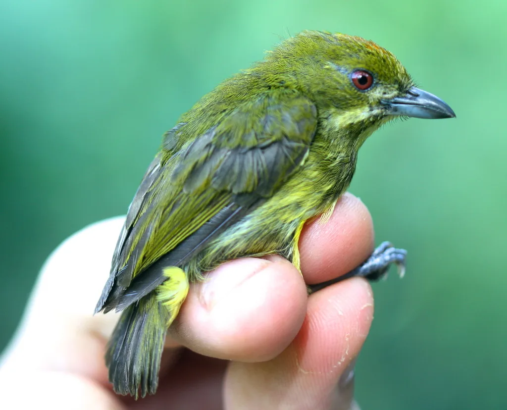 黄喉锯齿啄花鸟(Prionochilus maculatus)