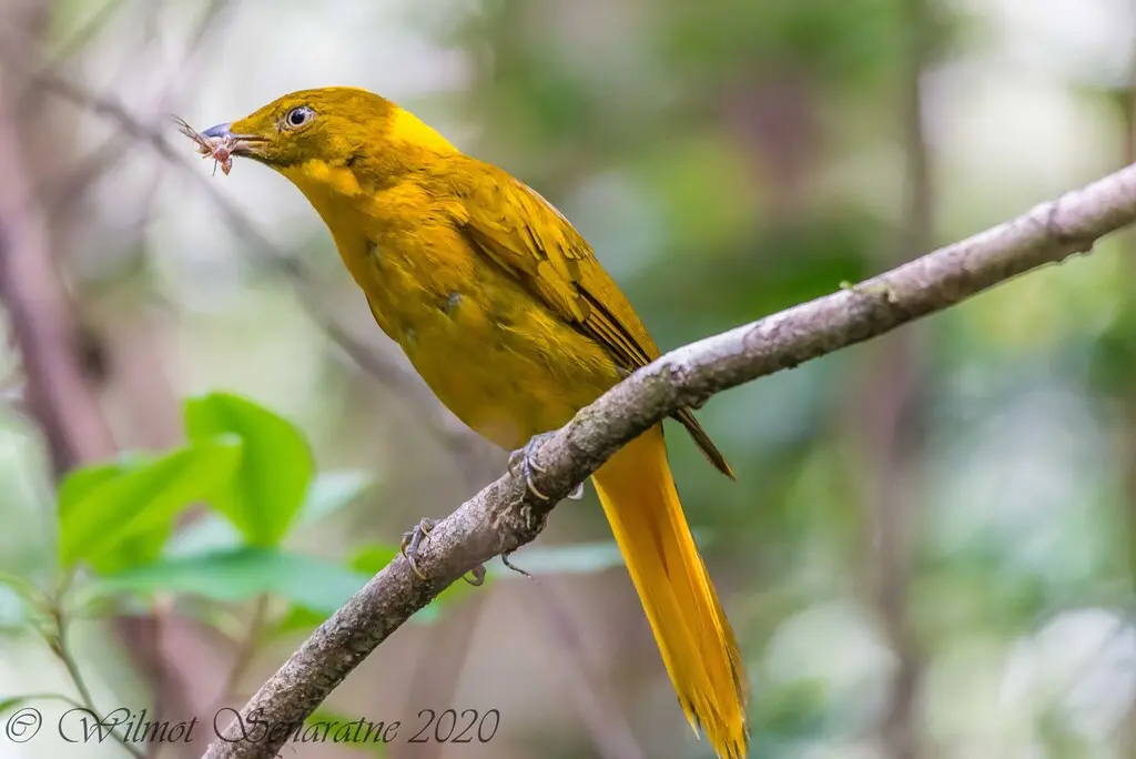 金亭鸟（Prionodura newtoniana）