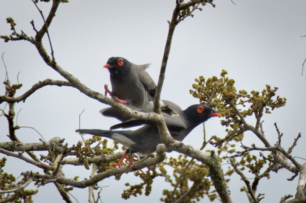 安哥拉盔鵙（Prionops gabela）