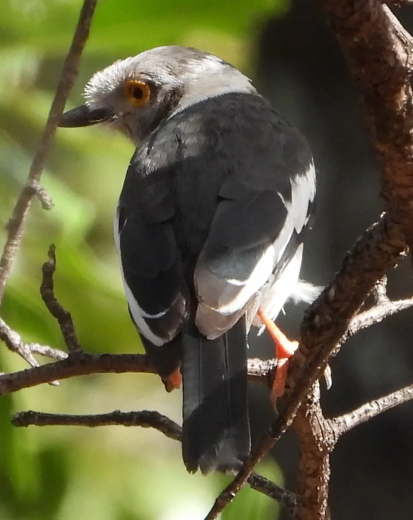 长冠盔鵙(Prionops plumatus)