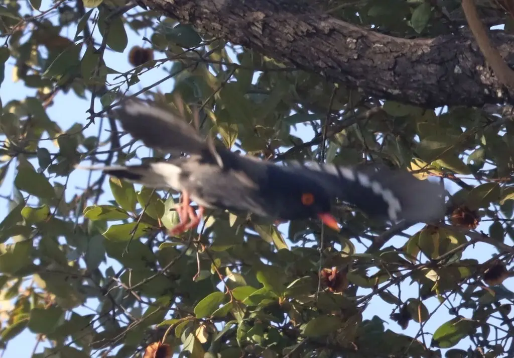 雷氏盔鵙(Prionops retzii)