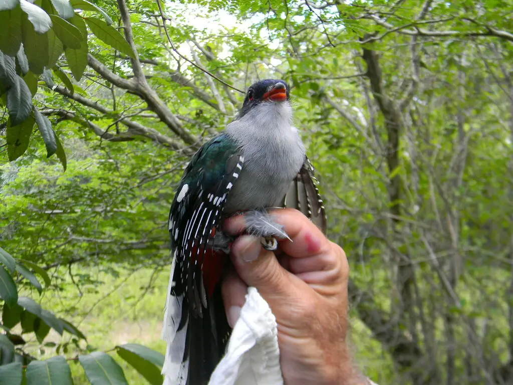 古巴咬鹃（Priotelus temnurus）