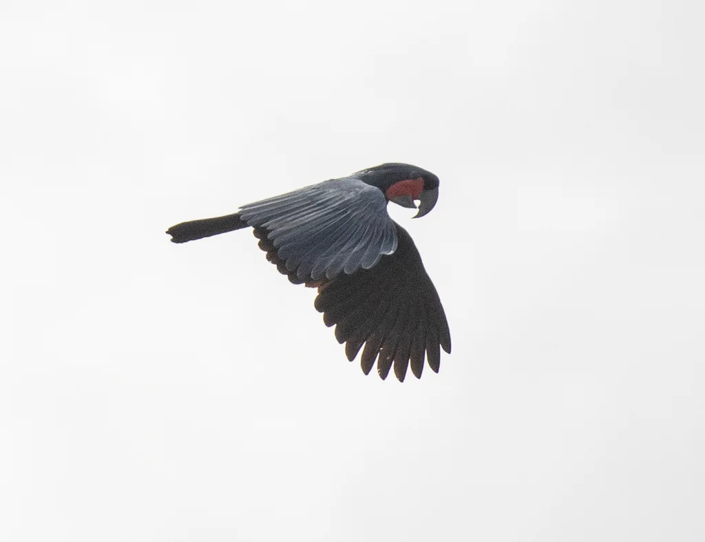 棕树凤头鹦鹉(Probosciger aterrimus)