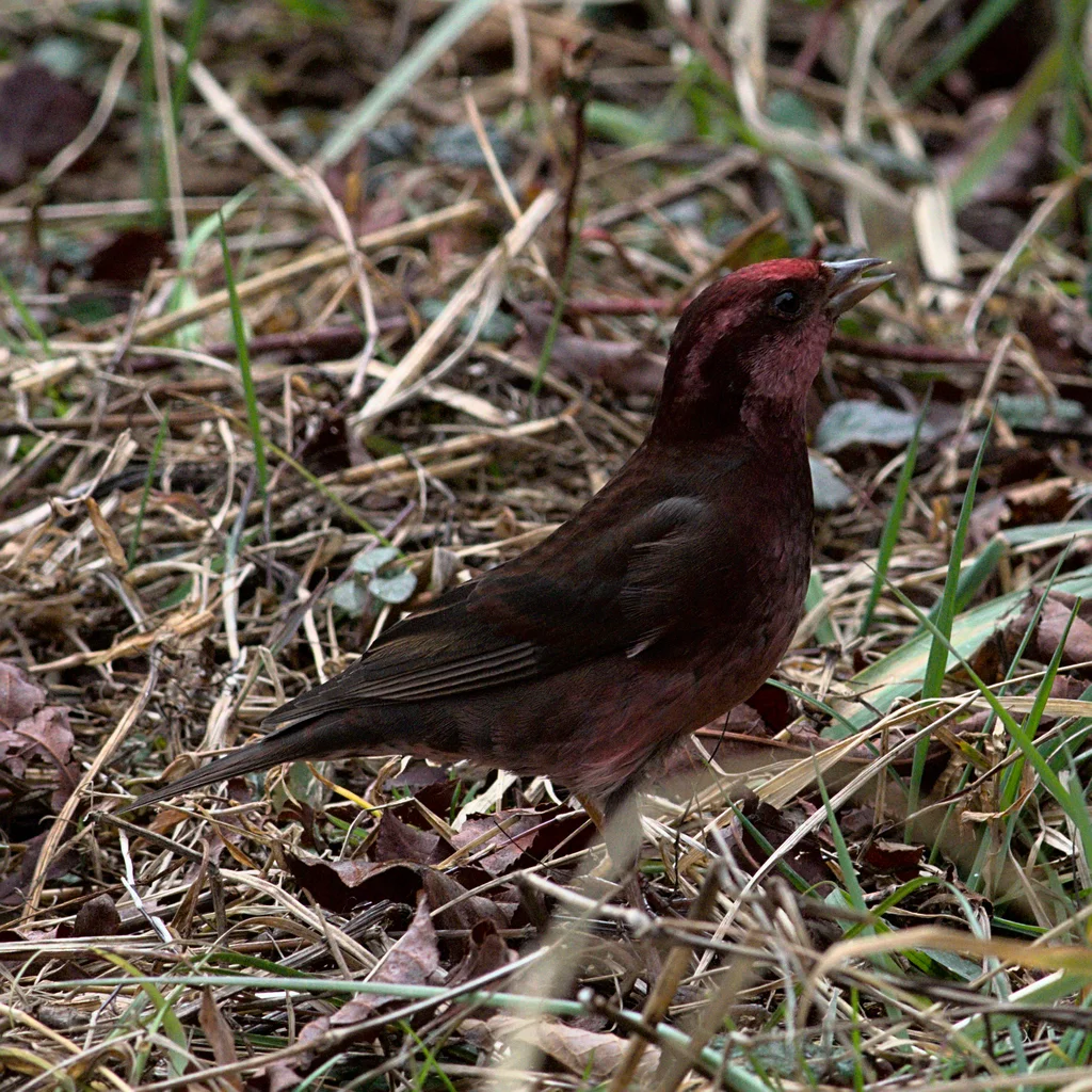 暗胸朱雀(Procarduelis nipalensis)