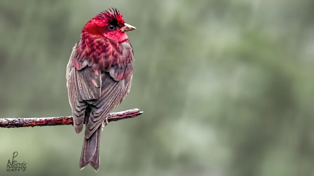 暗胸朱雀(Procarduelis nipalensis)
