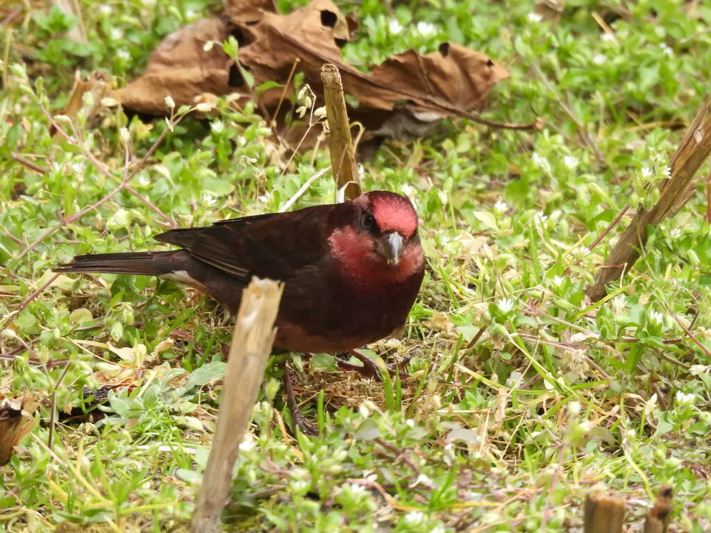 暗胸朱雀(Procarduelis nipalensis)