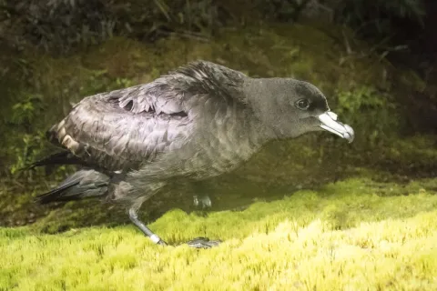 黑风鹱