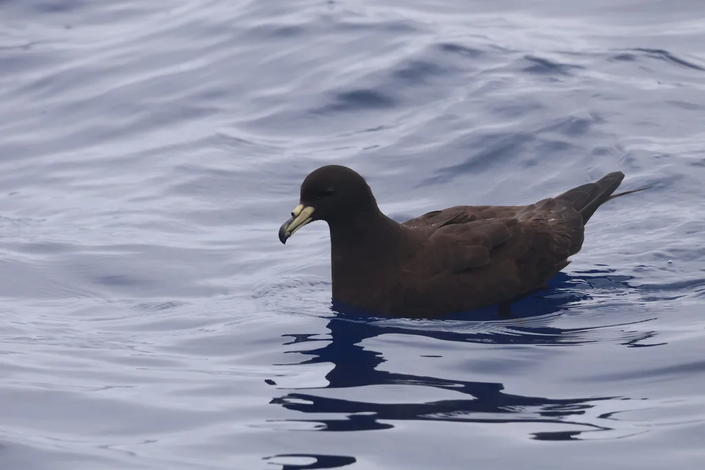 黑风鹱（Procellaria parkinsoni）