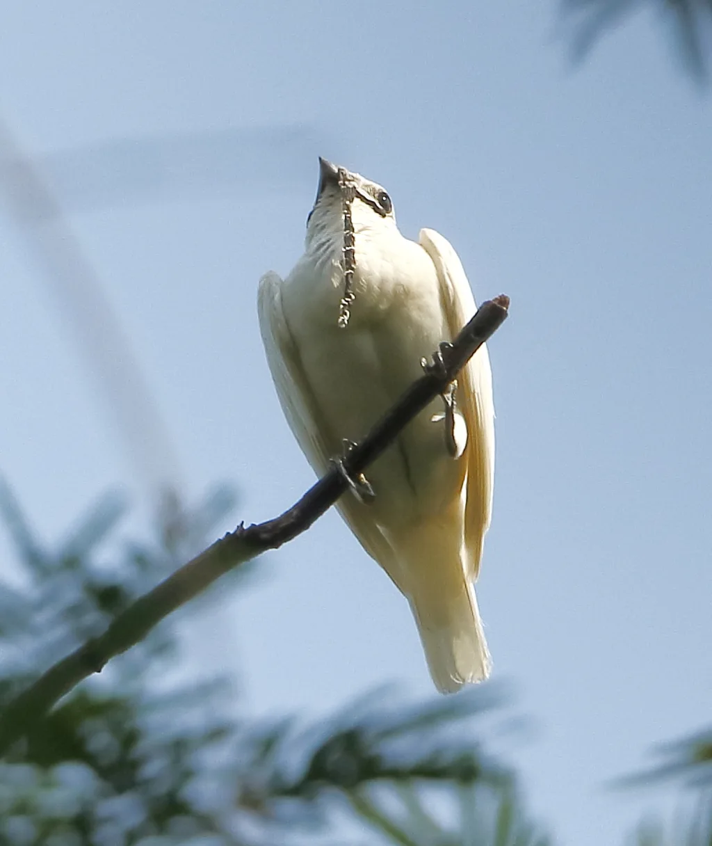 白钟伞鸟(Procnias albus)
