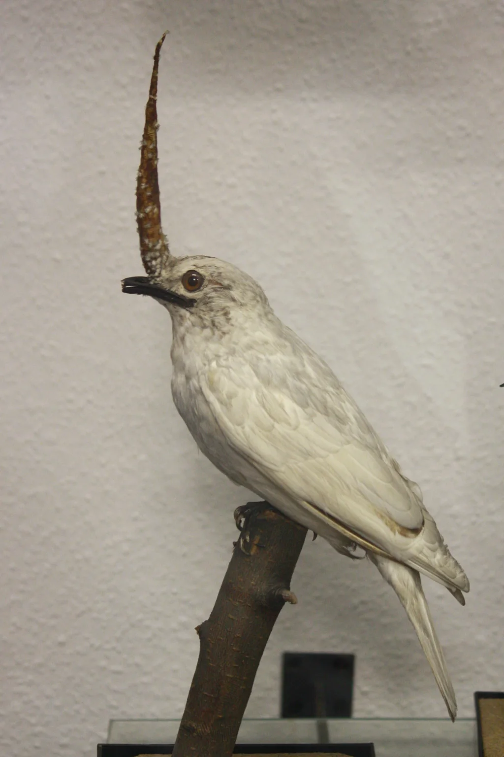 白钟伞鸟(Procnias albus)