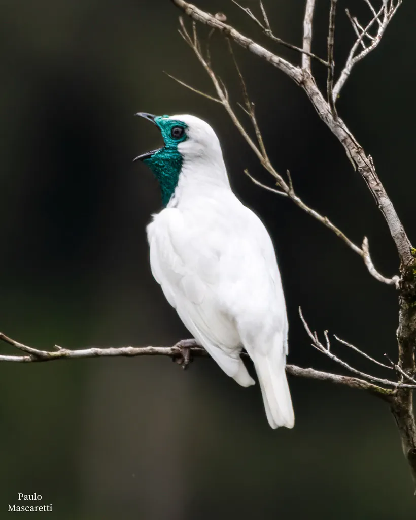 裸喉钟伞鸟（Procnias nudicollis）