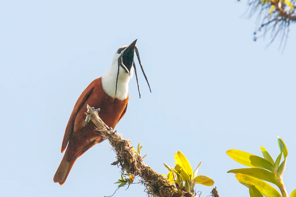 肉垂钟伞鸟(Procnias tricarunculatus)