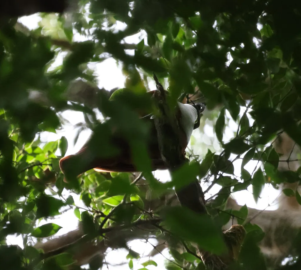 肉垂钟伞鸟(Procnias tricarunculatus)