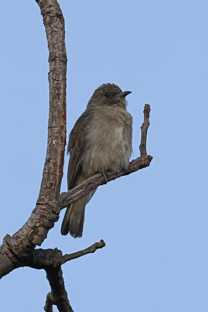 沃氏蜜䴕(Prodotiscus regulus)