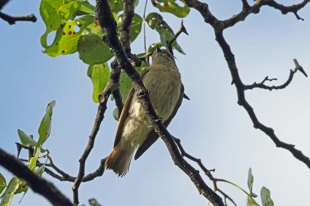 沃氏蜜䴕(Prodotiscus regulus)