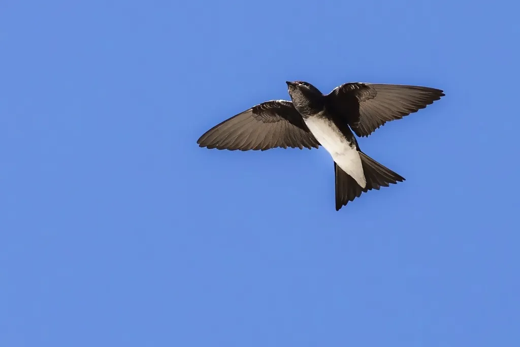 加勒比崖燕(Progne dominicensis)